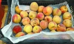 石家庄水果最新爆料信息,尽享时令美味