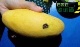 石家庄水果最新爆料信息,尽享时令美味